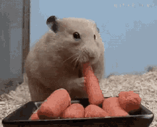 Hamster Eating Carrots GIF - Hamster Eating Carrots Hungry GIFs