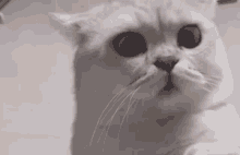 what what cat cat what surprise stare what what cat cat what surprise stare