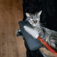Crazy Cat Loki Cat GIF - Crazy Cat Loki Cat Kick Chair GIFs