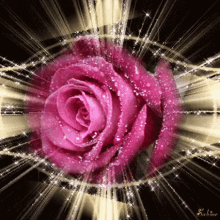 rose pink rose glittering
