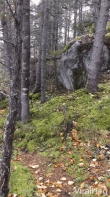 forest tree breathing viral hog