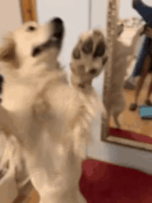 pongo dance golden dance golden retriever funny animals