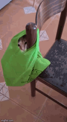 Daisycat Crazy Daisy GIF - Daisycat Crazy Daisy Cat In The Bag GIFs