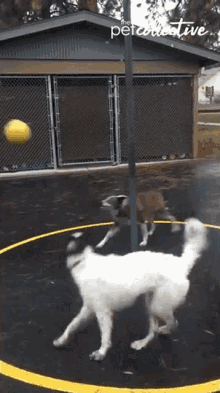 playing ball dogs reaching jumping playground