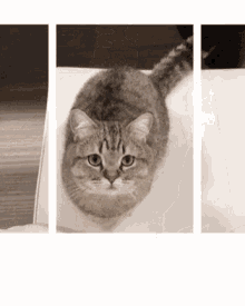 3d Cat GIF - 3d Cat Pets GIFs