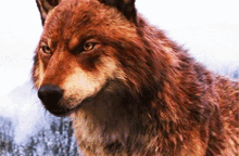 jacob black twilight wolf stare jacob black twilight wolf stare