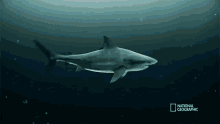 inside the shark immune system when sharks attack lets take a look cgi