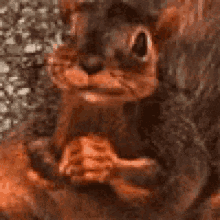 Squirrel Smile GIF - Squirrel Smile Beg GIFs