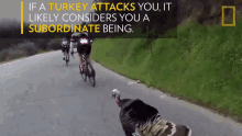 If A Turkey Attacks You It Likely Considers You A Subordinate Being National Geographic GIF - If A Turkey Attacks You It Likely Considers You A Subordinate Being National Geographic Chasing GIFs