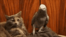 Cat Parrot GIF - Cat Parrot GIFs