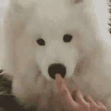 Funny Animals Dogs GIF - Funny Animals Dogs Cute GIFs