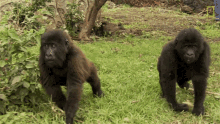 Baby Gorillas Top3mountain Gorilla Moments GIF - Baby Gorillas Top3mountain Gorilla Moments World Gorilla Day GIFs