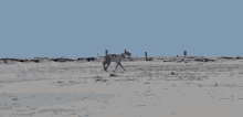dog foraging