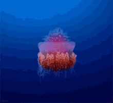 Aquário Jellyfish GIF - Aquário Jellyfish Swimming GIFs