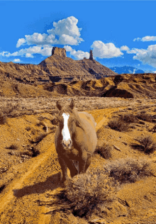 Quarterhorse Trailride GIF - Quarterhorse Trailride Aqha GIFs