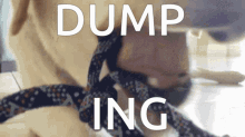 Dumping The Dog Dumping Snail GIF - Dumping The Dog Dumping Snail Dumpling Snail Dog GIFs