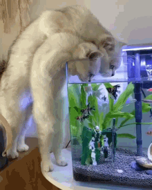 Cats Drinking GIF - Cats Drinking Aquarium GIFs