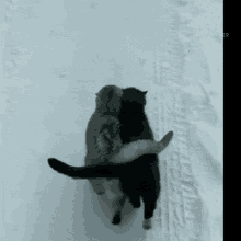 Love Cats Snow GIF - Love Cats Cat Cats GIFs