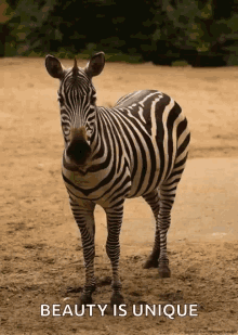 Zoo Zebra GIF - Zoo Zebra Wag GIFs