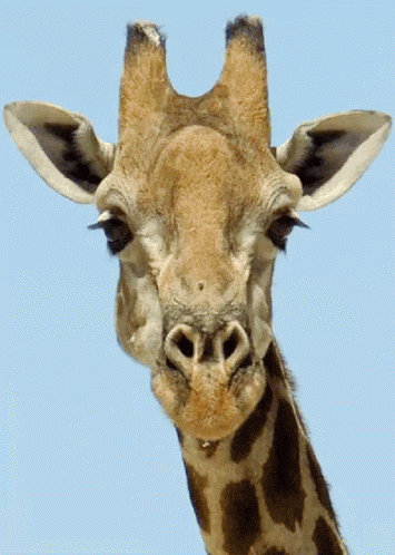 长颈长颈鹿长脖子动物gif Giraffe Long Neck Animals Discover Share Gifs