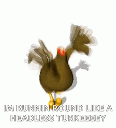 headless,chicken,run,running,gif,animated gif,gifs,meme.