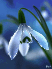 Weeping Flower GIF - Weeping Flower GIFs