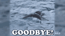 Goodbye GIF - Nat Geo Nat Geo Wild Worlds Weirdest GIFs
