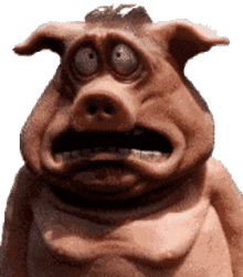 face pig