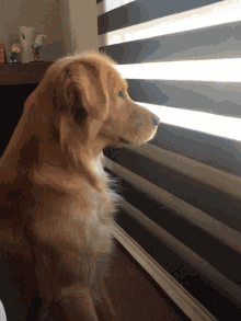 Golden Retriever Dog GIF - Golden Retriever Dog Did You Call Me GIFs