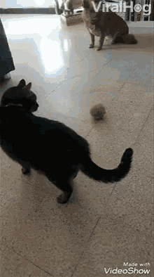Viralhog Cat GIF - Viralhog Cat Obsessed GIFs