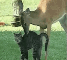 deer kiss cat kitty friends