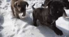 Snow Puppy GIF - Snow Puppy GIFs