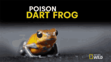 Poison Dart Frog That Frog Is Poison GIF - Poison Dart Frog That Frog Is Poison Untamed GIFs