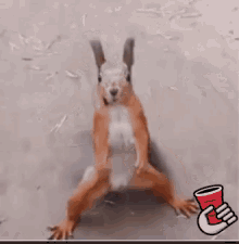Squirrel Dancing GIF - Squirrel Dancing Tail Wagging GIFs
