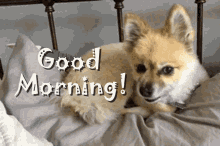 Good Morning Yawn GIF - Good Morning Yawn Snarl GIFs