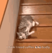 Cat Give Up Coffee GIF - Cat Give Up Coffee Sily GIFs