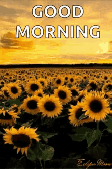 Sunflower Yellow Sky GIF - Sunflower Yellow Sky Sunrise GIFs