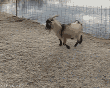 Goat Ez GIF - Goat Ez Im A Goat GIFs