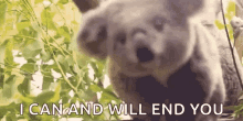 koala happy look stare koala happy look stare