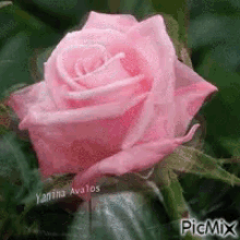 Rose In Bloom GIF - Rose In Bloom Hanif GIFs