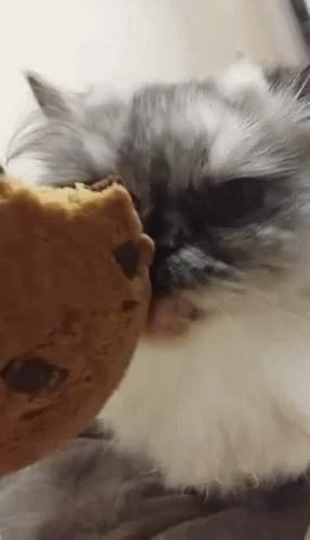 [Image: cookie-cat.gif]
