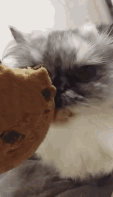 Cookie Cat GIF - Cookie Cat GIFs
