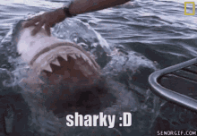 Shark Sharky GIF - Shark Sharky Meme GIFs