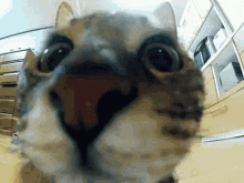 Cat Sniff GIF - Cat Sniff Jump GIFs