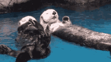 Otters Floating GIF - Otters Floating Hold Hands GIFs