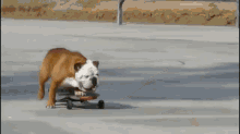 Tillman The Skateboarding Bulldog GIF - Dog Cute Funny GIFs