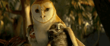 Owl Soren GIF - Owl Soren Legend Of The Guardians GIFs