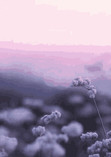 Lavender Field GIF - Lavender Field GIFs