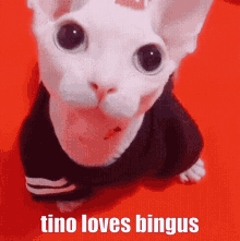 Bingus Tino GIF - Bingus Tino Loves GIFs