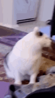 Kucing Tolol GIF - Kucing Tolol Cat GIFs